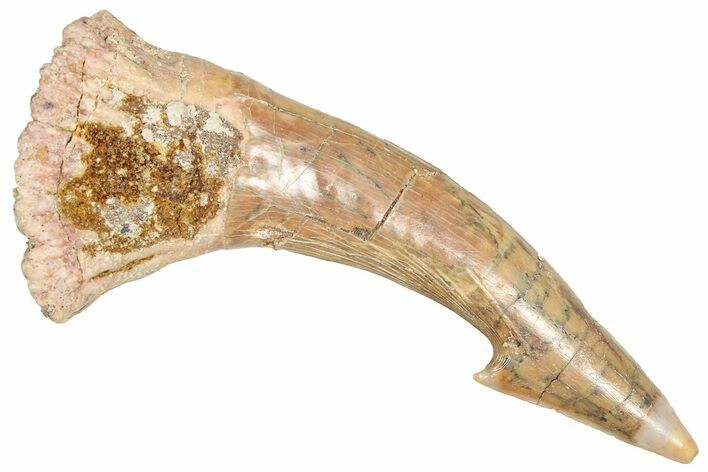 Fossil Sawfish (Onchopristis) Rostral Barb - Morocco #366713